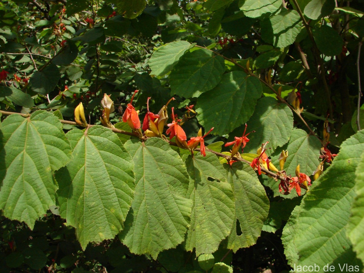 Helicteres isora L.